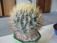 Ferocactus chrysacanthus