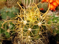 Ferocactus chrysacanthus