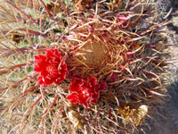 Ferocactus chrysacanthus