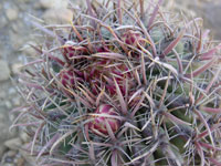 Ferocactus chrysacanthus