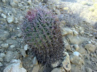 Ferocactus chrysacanthus