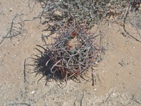 Ferocactus chrysacanthus