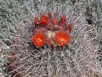 Ferocactus chrysacanthus