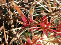 Ferocactus chrysacanthus