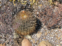 Ferocactus chrysacanthus