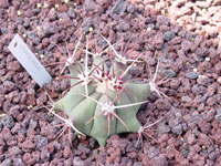 Ferocactus emoryi