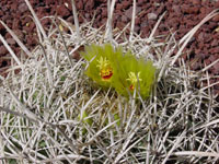 Ferocactus cylindraceus