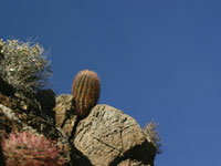 Ferocactus cylindraceus