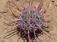 Ferocactus cylindraceus