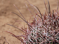 Ferocactus cylindraceus