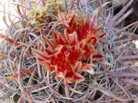 Ferocactus cylindraceus