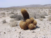 Ferocactus cylindraceus