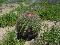 Ferocactus viridescens