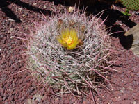 Ferocactus cylindraceus