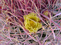 Ferocactus cylindraceus