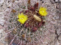 Ferocactus cylindraceus