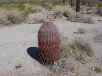 Ferocactus cylindraceus