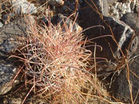 Ferocactus cylindraceus