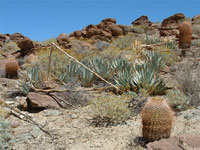 Ferocactus cylindraceus