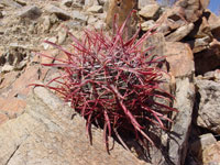 Ferocactus cylindraceus