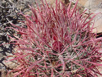 Ferocactus cylindraceus