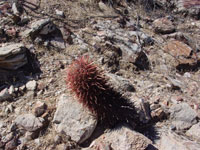 Ferocactus cylindraceus