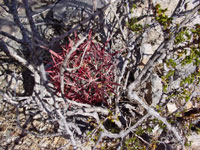 Ferocactus cylindraceus