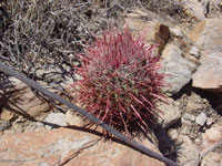 Ferocactus cylindraceus