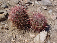 Ferocactus cylindraceus