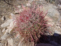 Ferocactus cylindraceus