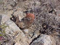 Ferocactus cylindraceus