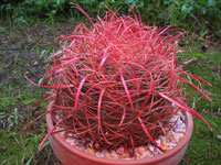 Ferocactus cylindraceus