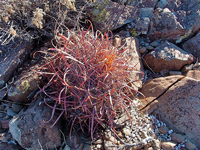 Ferocactus cylindraceus