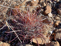 Ferocactus cylindraceus