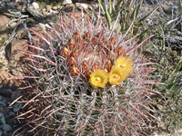 Ferocactus cylindraceus