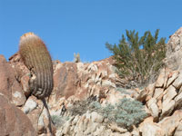 Ferocactus cylindraceus