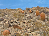 Ferocactus cylindraceus