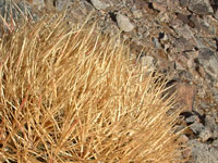 Ferocactus cylindraceus