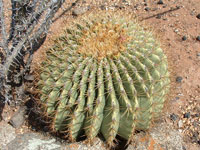 Ferocactus diguetii