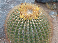 Ferocactus diguetii