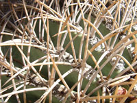 Ferocactus diguetii