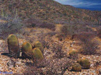 Ferocactus diguetii