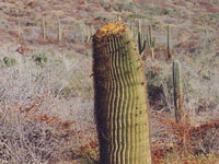 Ferocactus diguetii