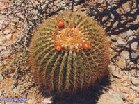 Ferocactus diguetii