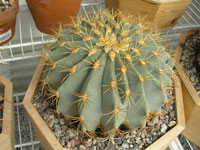 Ferocactus diguetii