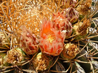 Ferocactus diguetii