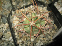 Ferocactus eastwoodiae