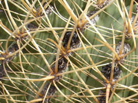 Ferocactus eastwoodiae