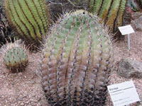 Ferocactus emoryi