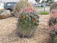 Ferocactus emoryi